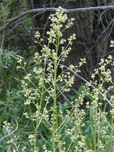 Valeriana edulis